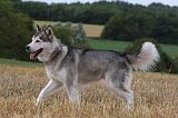 ALASKAN MALAMUTE 742